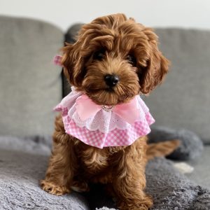 Frilly Tie On